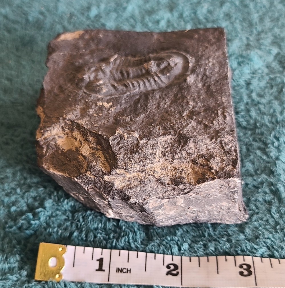 Trillobite Fossil Stone - Picture 9 of 10